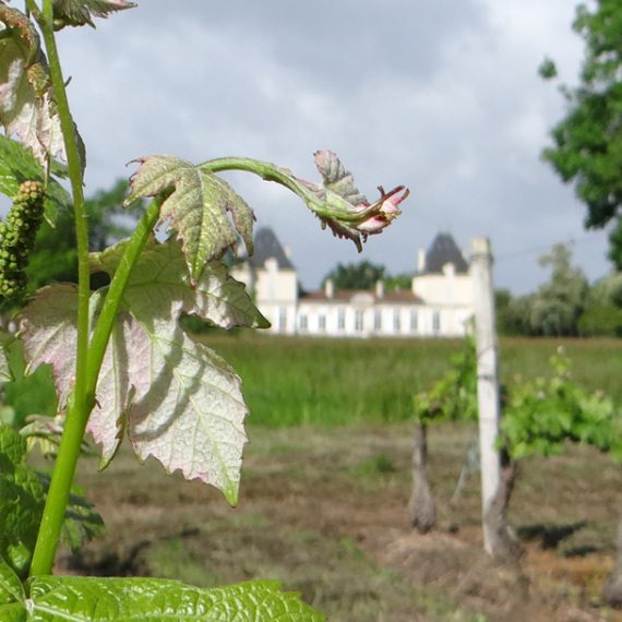 chateau peychaud vin