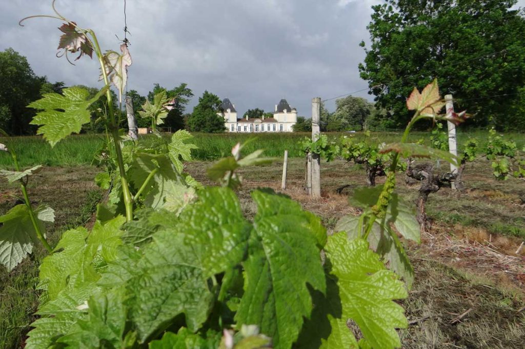 Chateau PEYCHAUD vin rouge